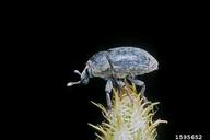 lesser knapweed flower weevil (<em>Larinus minutus</em>) adult