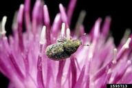 broad-nosed knapweed seed head weevil (<em>Bangasternus fausti</em>) adult(s) on knapweeds (<em>Centaurea spp.</em>)
