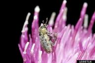 broad-nosed knapweed seed head weevil (<em>Bangasternus fausti</em>) adult(s) on knapweeds (<em>Centaurea spp.</em>)