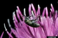 broad-nosed knapweed seed head weevil (<em>Bangasternus fausti</em>) adult(s) on knapweeds (<em>Centaurea spp.</em>)