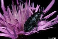 blunt knapweed flower weevil (<em>Larinus obtusus</em>) adult(s) on knapweeds (<em>Centaurea spp.</em>)
