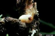 larva