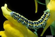 larva(e)