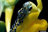 larva(e)?