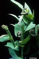 larva(e)?