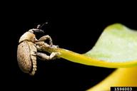 adult