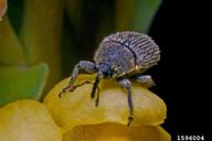 adult