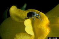 adult