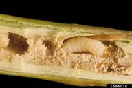 larva(e) on toadflax (<em>Linaria spp.</em>)