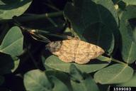 velvetbean caterpillar (<em>Anticarsia gemmatalis</em>) adult(s) on peanut (<em>Arachis hypogaea</em>)