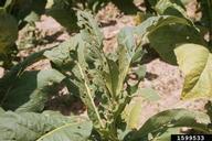 Flue cured tobacco.
