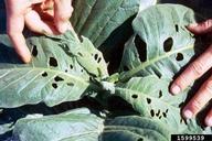 tobacco budworm (<em>Heliothis virescens</em>) damage on flue-cured tobacco (<em>Nicotiana tabacum (flue-cured type)</em>)