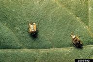 Two adult tarnished plant bugs, Lygus lineolaris, on a cotton leaf.