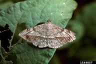 Velvet bean caterpillarl, Anticarsia gemmatalis, moth at rest on a soybean leaf.