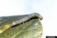 Velvet bean caterpillar, Anticarsia gemmatalis, on the edge of a soybean leaf.