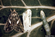 larva, pupa and moth