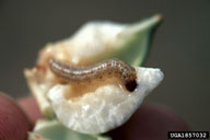 European corn borer
