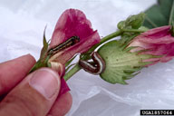 late instar (right) and late instar southern armyworm (left)