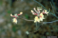 bloom from damaged bud