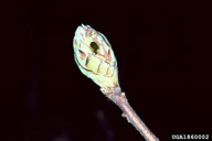 Rhododendron bud with typical boring