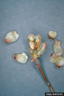 bud destroyed by larva