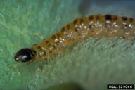 Larva
