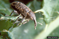 Canada thistle bud weevil (<em>Larinus planus</em>) adult(s) on Canada thistle (<em>Cirsium arvense</em>)