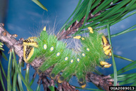 imperial moth (<em>Eacles imperialis</em>) larva(e)