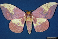 imperial moth (<em>Eacles imperialis</em>) adult(s)