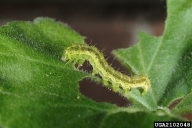 tobacco budworm (<em>Heliothis virescens</em>) larva(e)
