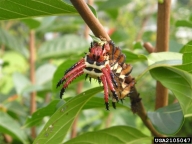 hickory horned devil (<em>Citheronia regalis</em>) larva(e)