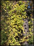 oriental bittersweet (<em>Celastrus orbiculatus</em>) plant(s)