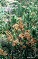 Dothistroma needle blight (<em>Mycosphaerella pini</em>) symptoms on Austrian pine (<em>Pinus nigra</em>)?