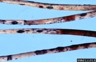 <em>Mycosphaerella pini</em>? fruiting bodies on dead needles