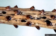pycnidia of Brunchorstia pinea on a dead twig; June 2000