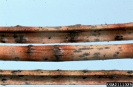 <em>Mycosphaerella pini</em>? fruiting bodies on dead needles?