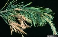 dead twigs infested by the fungus; June 2002
