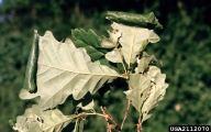 feeding symptoms on leaves; 1994