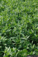 alligatorweed