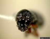 head