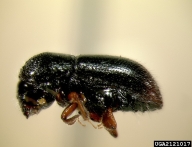 lateral view