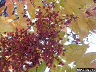 Chinese pistache (<em>Pistacia chinensis</em>) fruit(s)
