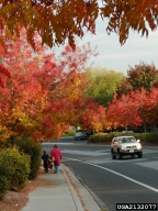 Fall Color