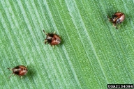 1st instar; SE Stinkbug Work Group