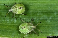 4th instar; SE Stinkbug Work Group