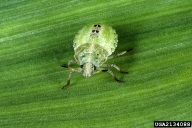 4th instar; SE Stinkbug Work Group