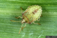 5th instar; SE Stinkbug Work Group