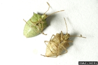 Female (left); Male (right); SE Stinkbug Work Group