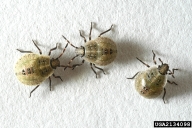 Fed 3rd instar; SE Stinkbug Work Group