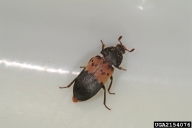 larder beetle (<em>Dermestes lardarius</em>) adult(s)